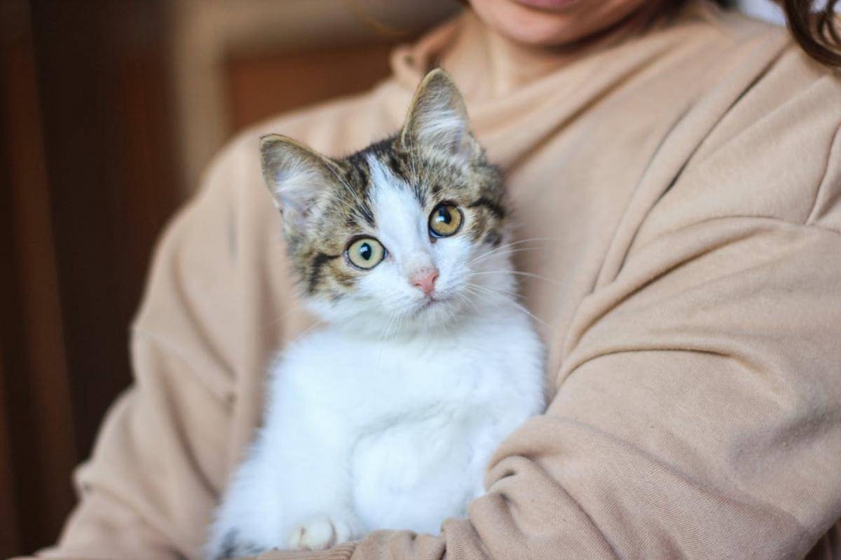 7 Manfaat Memelihara Kucing Bagi Kesehatan Mental