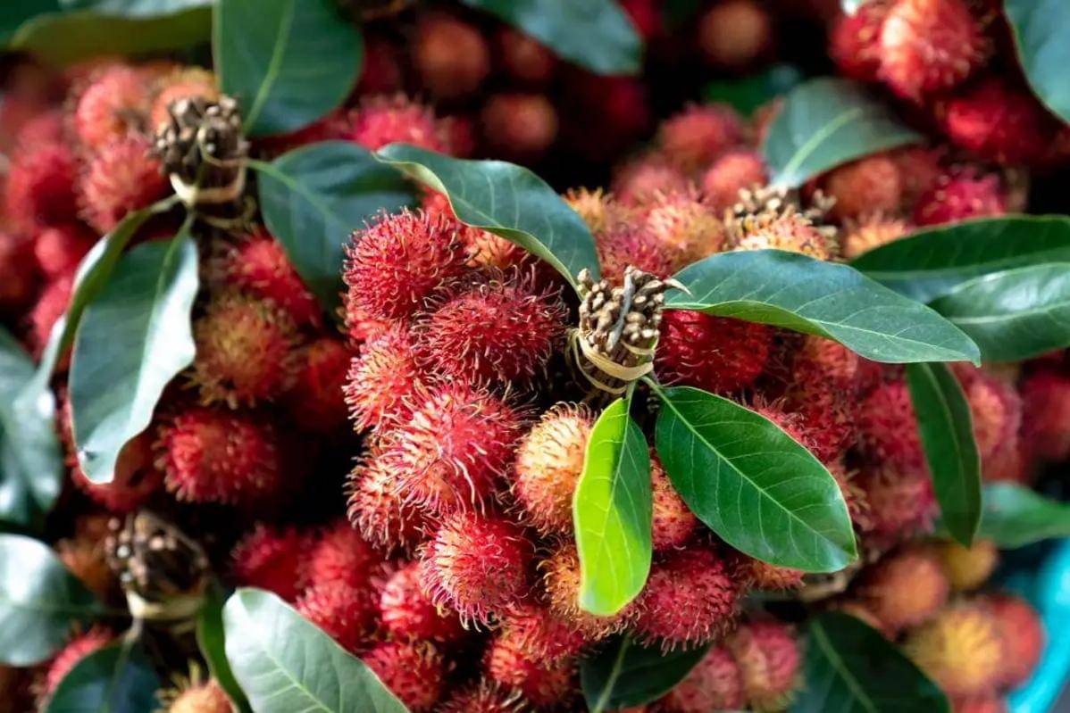 Kandungan Rambutan untuk Kesehatan Ibu Hamil