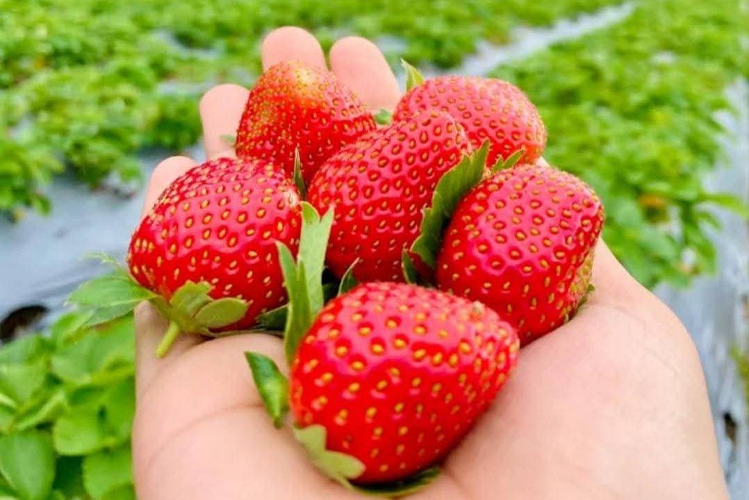 Kandungan Stroberi untuk Kesehatan Ibu Hamil