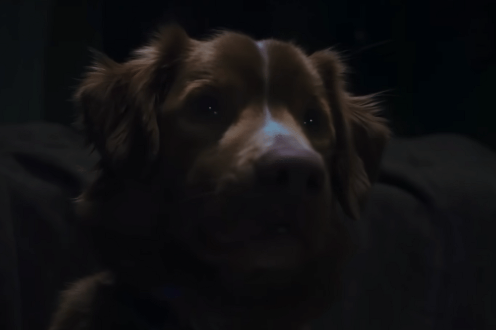 Fakta Anjing di Film Horor Good Boy