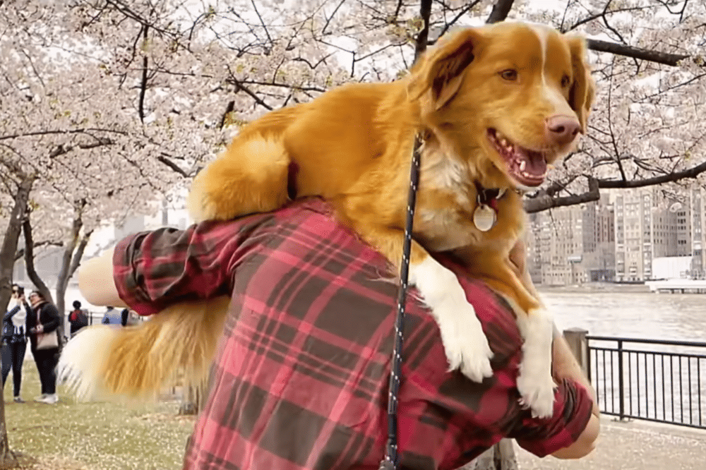 Fakta Anjing di Film Horor Good Boy