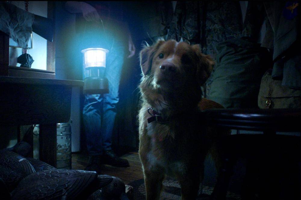 Fakta Anjing di Film Horor Good Boy