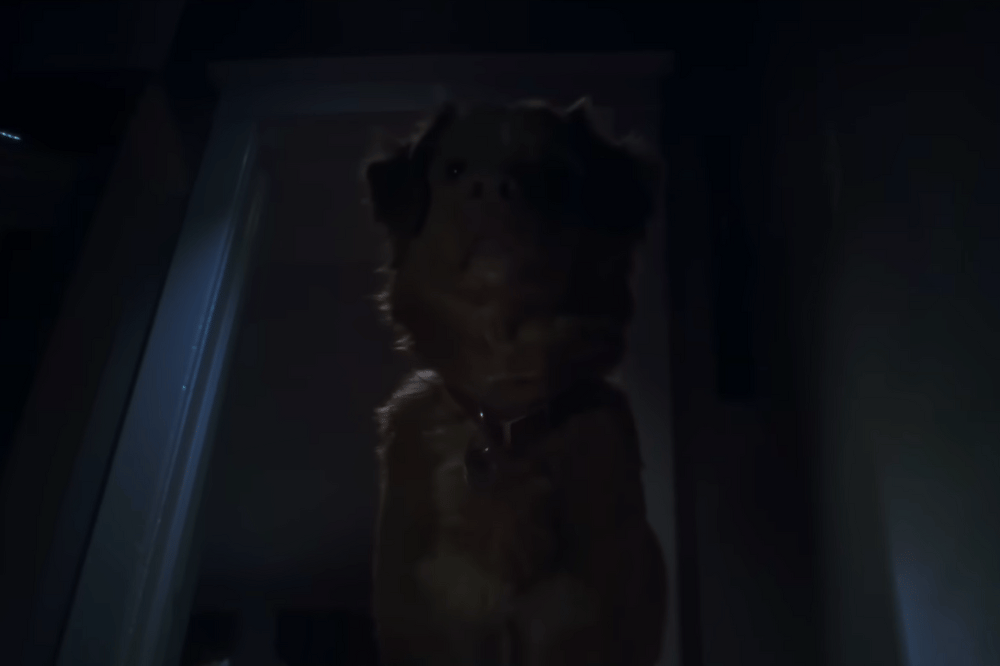 Fakta Anjing di Film Horor Good Boy