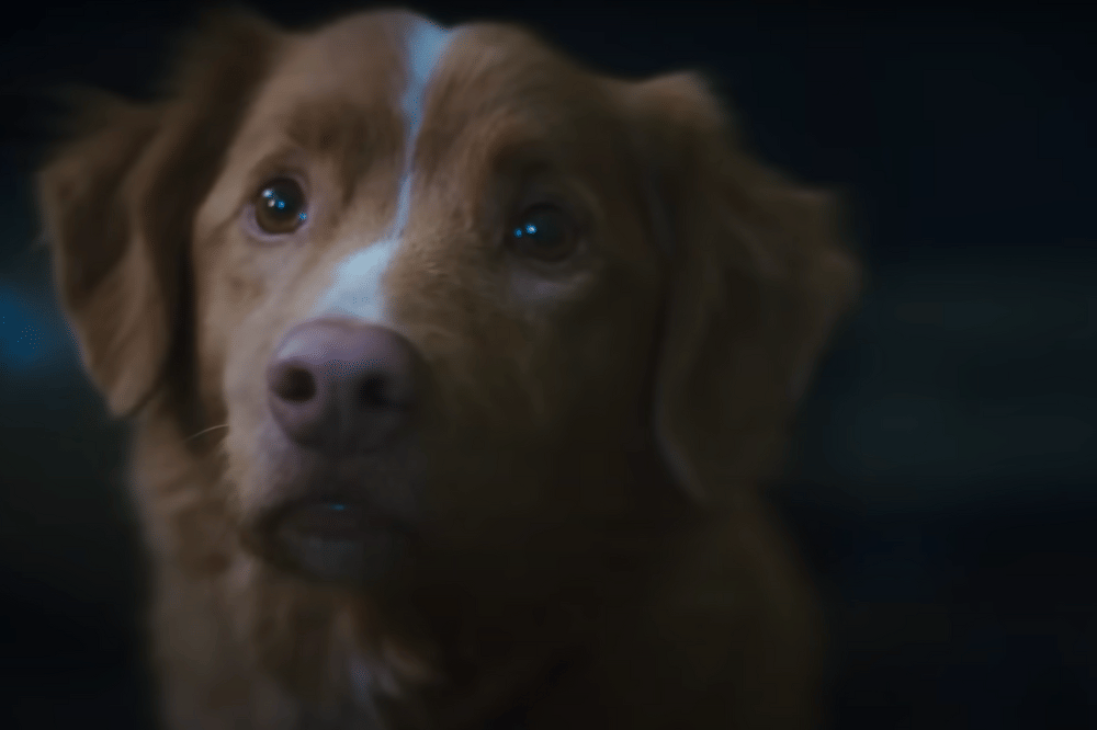 Fakta Anjing di Film Horor Good Boy