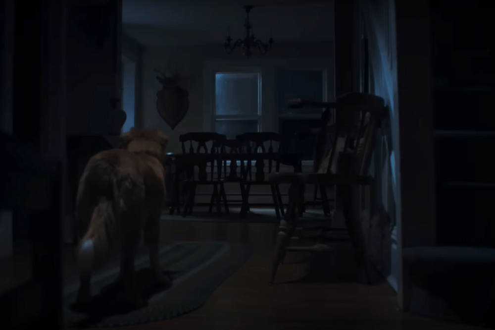 Fakta Anjing di Film Horor Good Boy