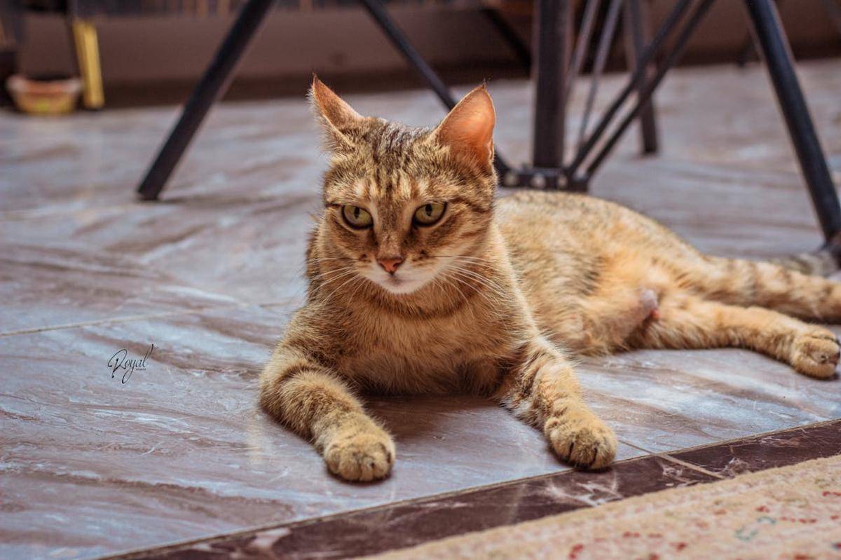 8 Daftar Hewan yang Bisa Menularkan Rabies