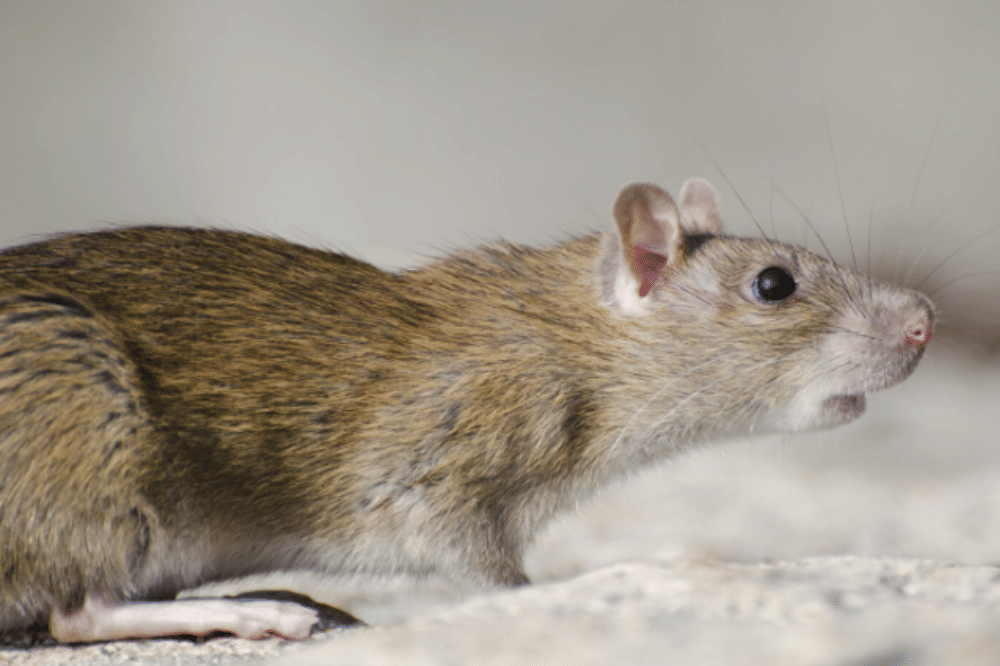 Bahaya Leptospirosis, Penyakit yang Disebabkan Kencing Tikus