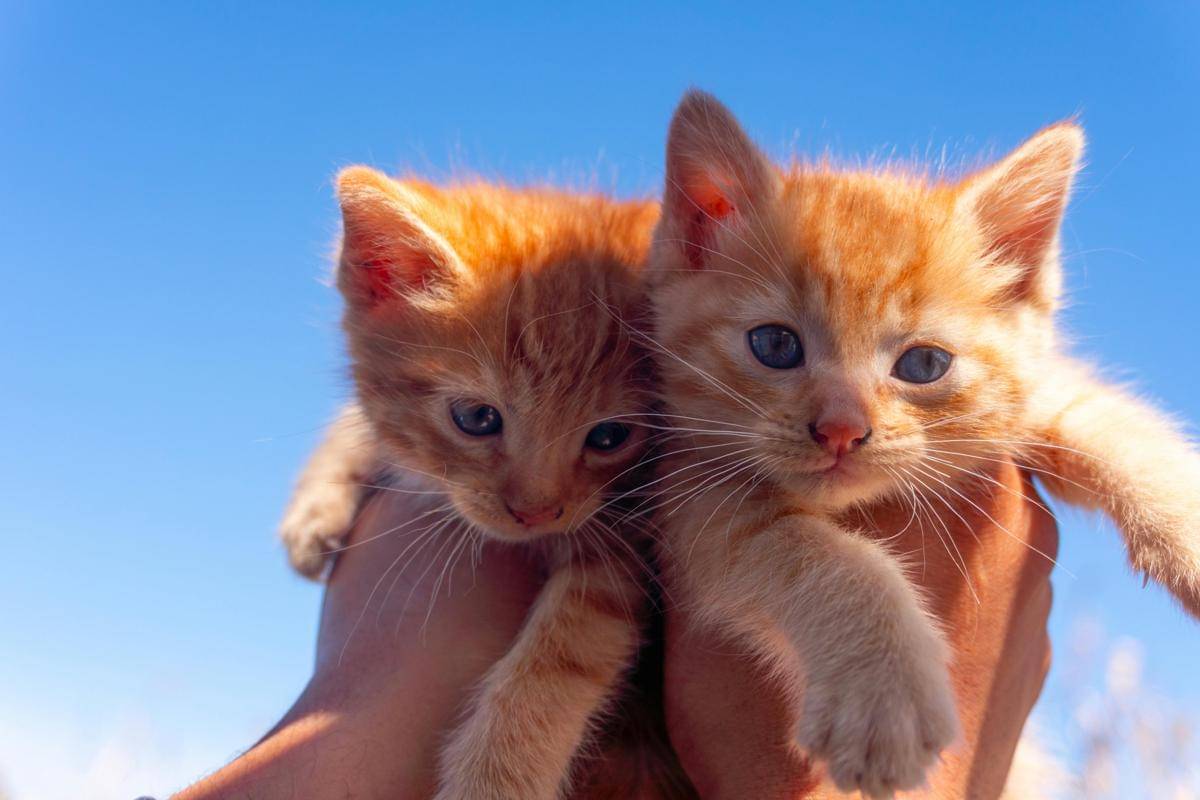 7 Manfaat Memelihara Kucing Bagi Kesehatan Mental