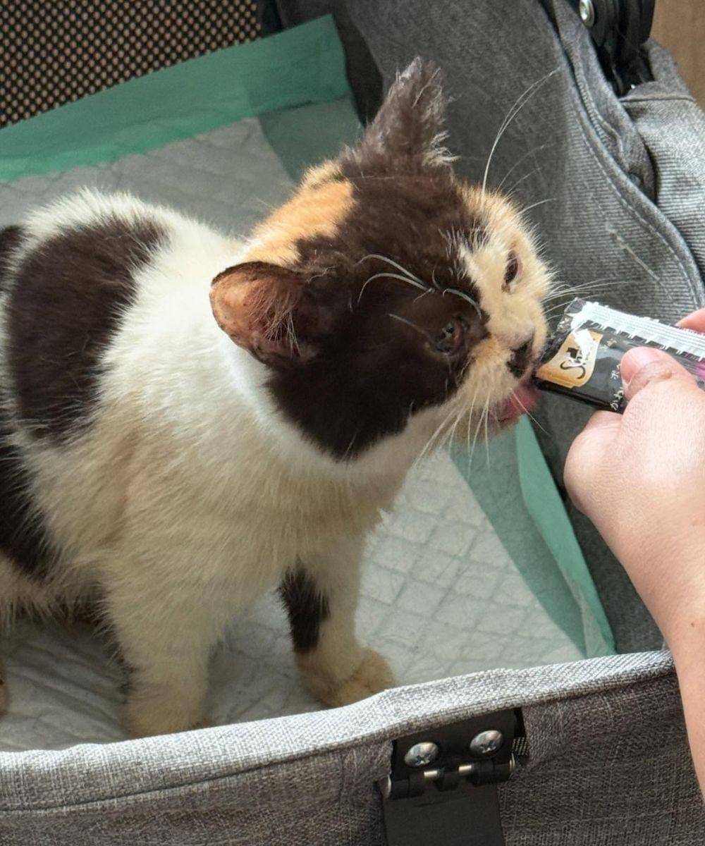 sherina munaf selamatkan kucing uya kuya