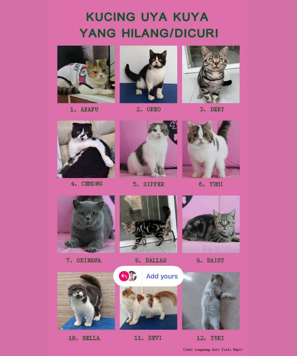 sherina munaf selamatkan kucing uya kuya