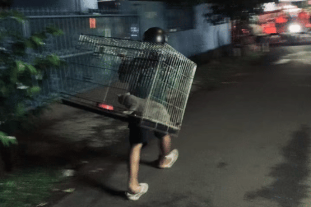 Fakta Kucing Uya Kuya