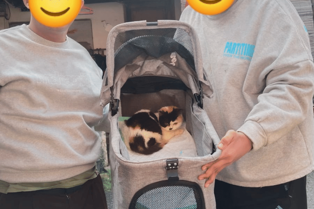 Fakta Kucing Uya Kuya