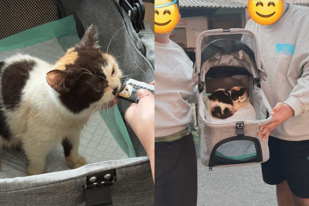 Kucing yang sudah diamankan 