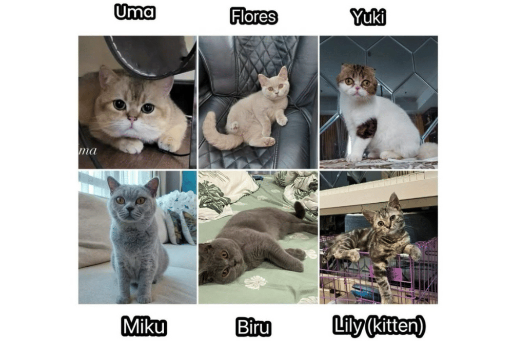Nama-nama Kucing yang hilang 2 