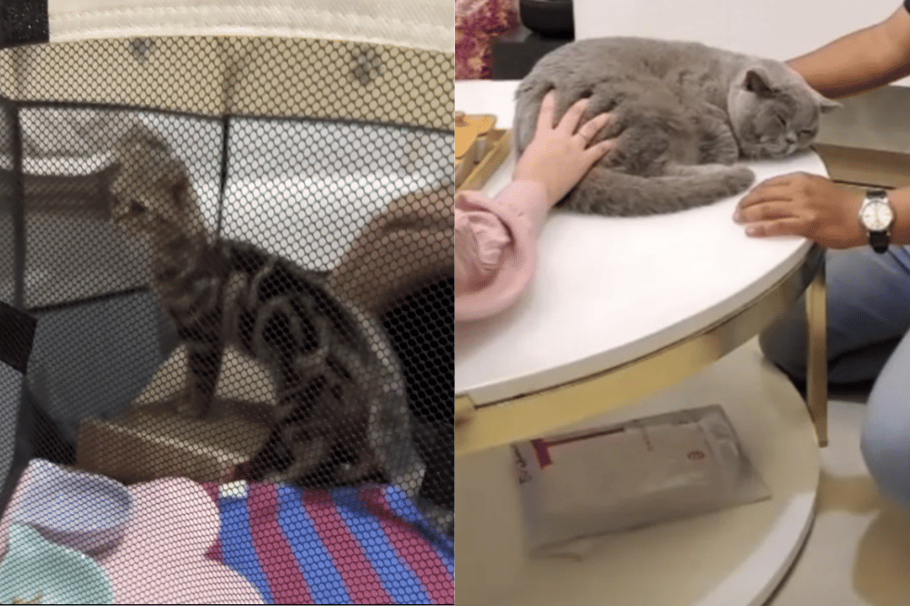 Dua Kucing lagi yang sudah di amankan