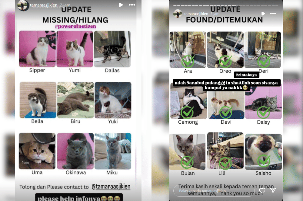 Kucing Uya Kuya hilang