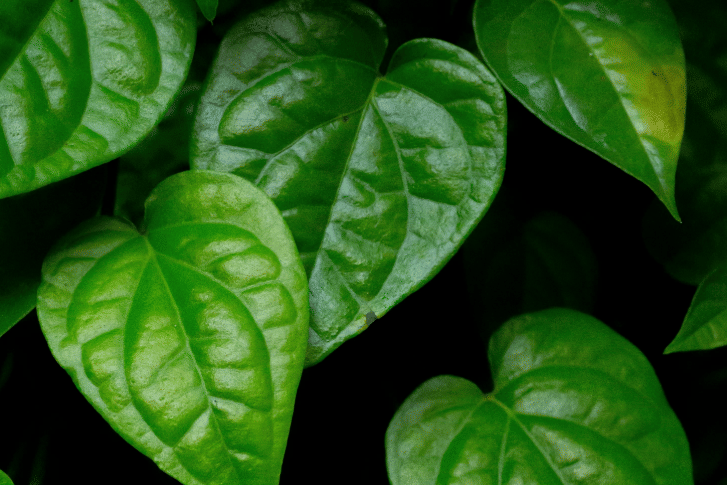 Pexels/Nischal Mudennavar