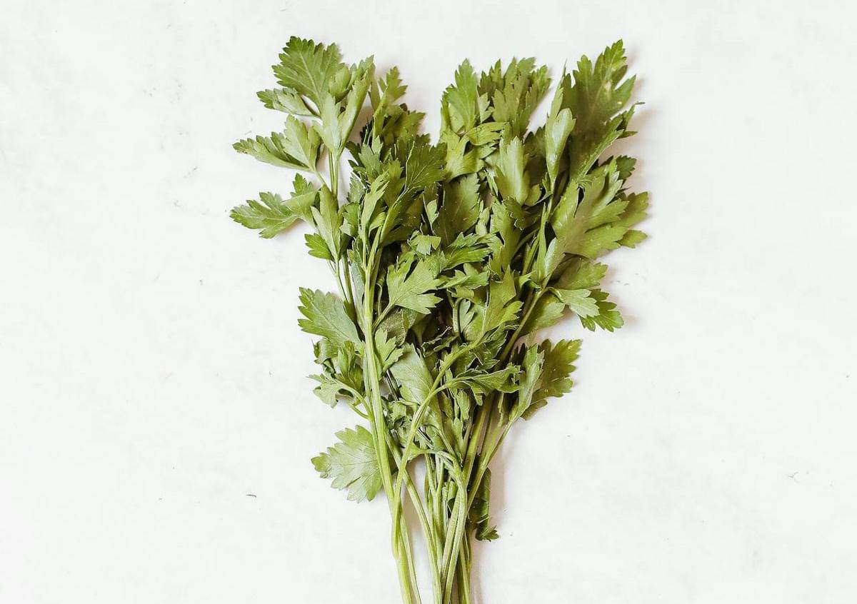 Cara Menyimpan Daun Seledri agar Tetap Segar