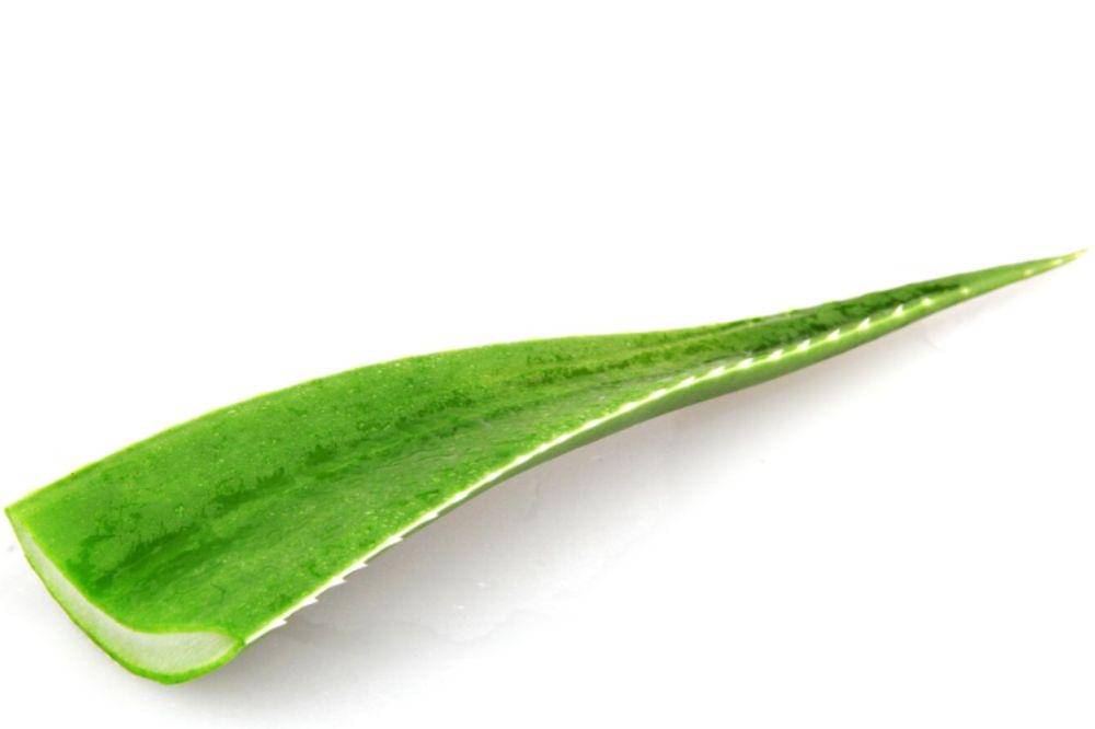 Manfaat Lidah Buaya untuk Bekas Luka Ibu Melahirkan