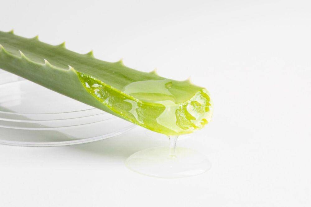 Manfaat Lidah Buaya untuk Bekas Luka Ibu Melahirkan