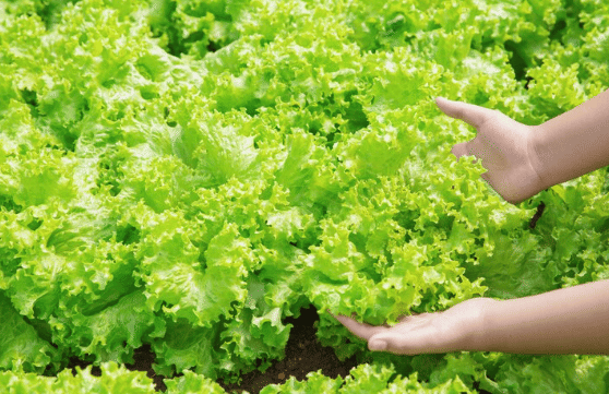 Tanaman Sayur yang Bisa Ditanam saat Musim Hujan