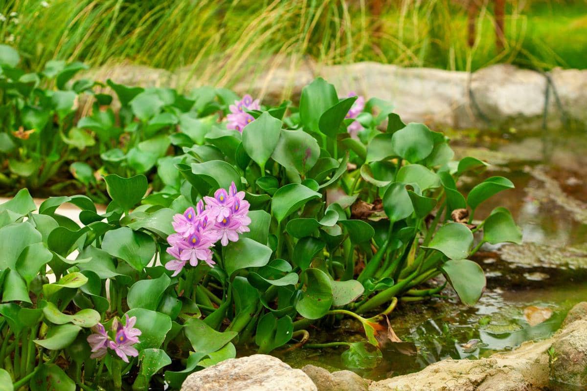 illustrasi eceng gondok