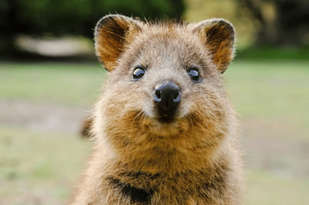 5 Fakta Menarik Quokka, Hewan Paling Murah Senyum di Dunia