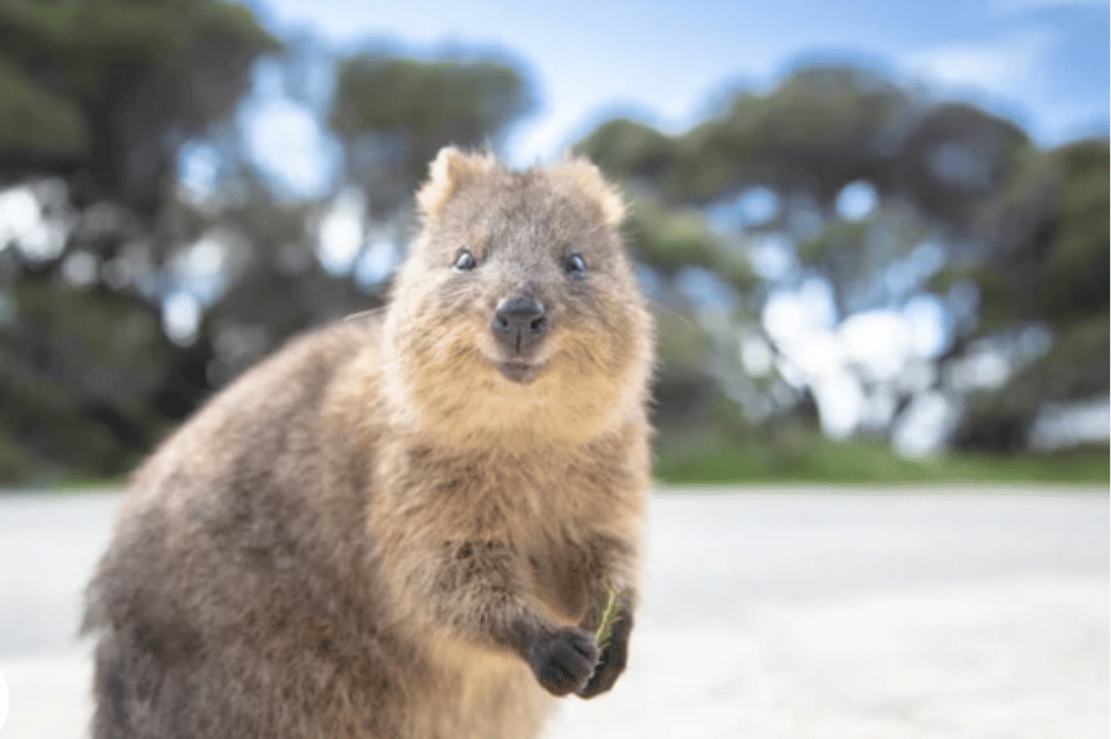 5 Fakta Menarik Quokka, Hewan Paling Murah Senyum di Dunia