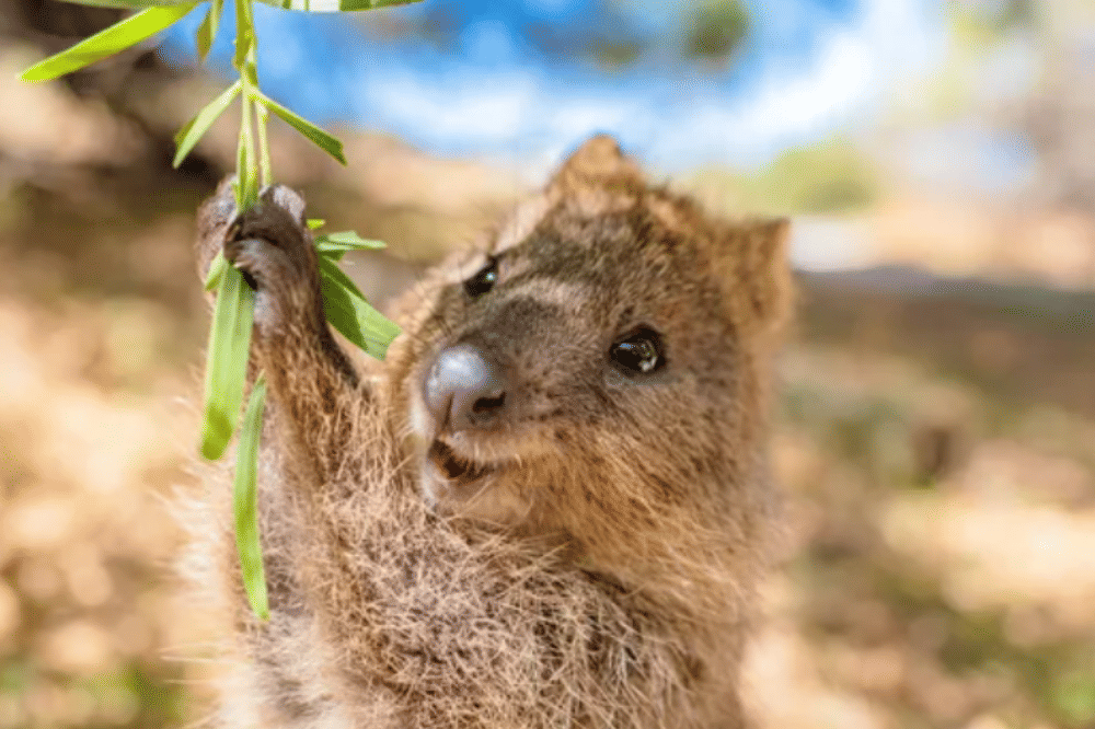 5 Fakta Menarik Quokka, Hewan Paling Murah Senyum di Dunia