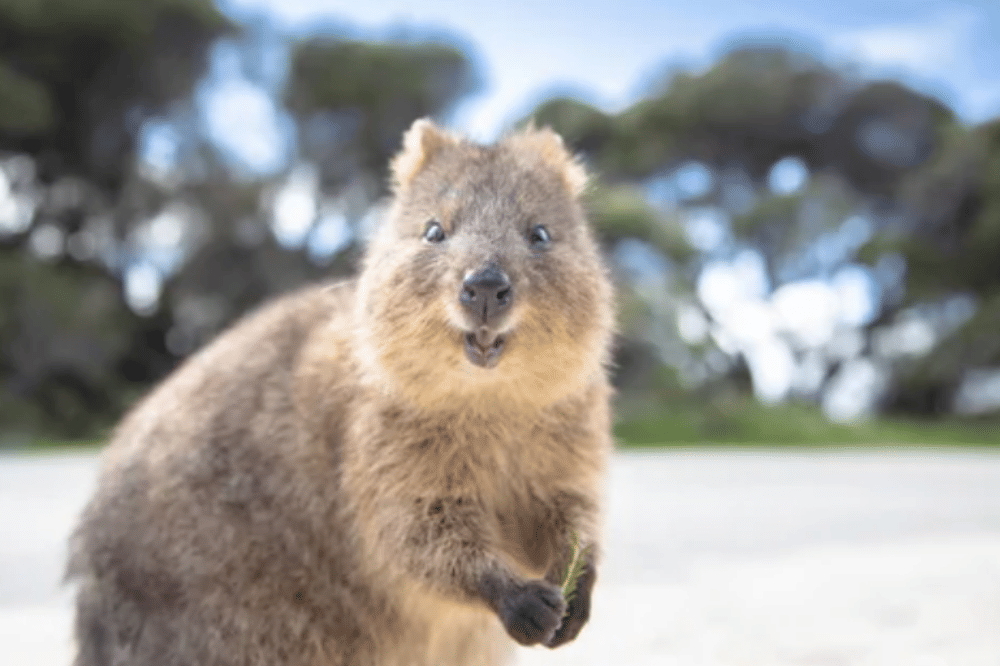 5 Fakta Menarik Quokka, Hewan Paling Murah Senyum di Dunia