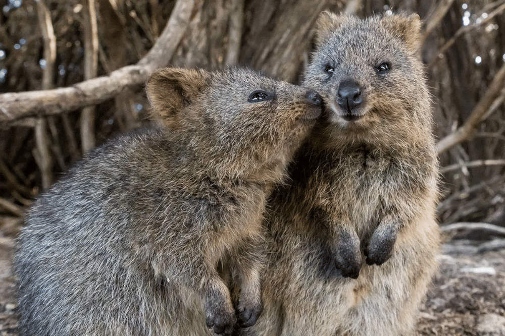 5 Fakta Menarik Quokka, Hewan Paling Murah Senyum di Dunia