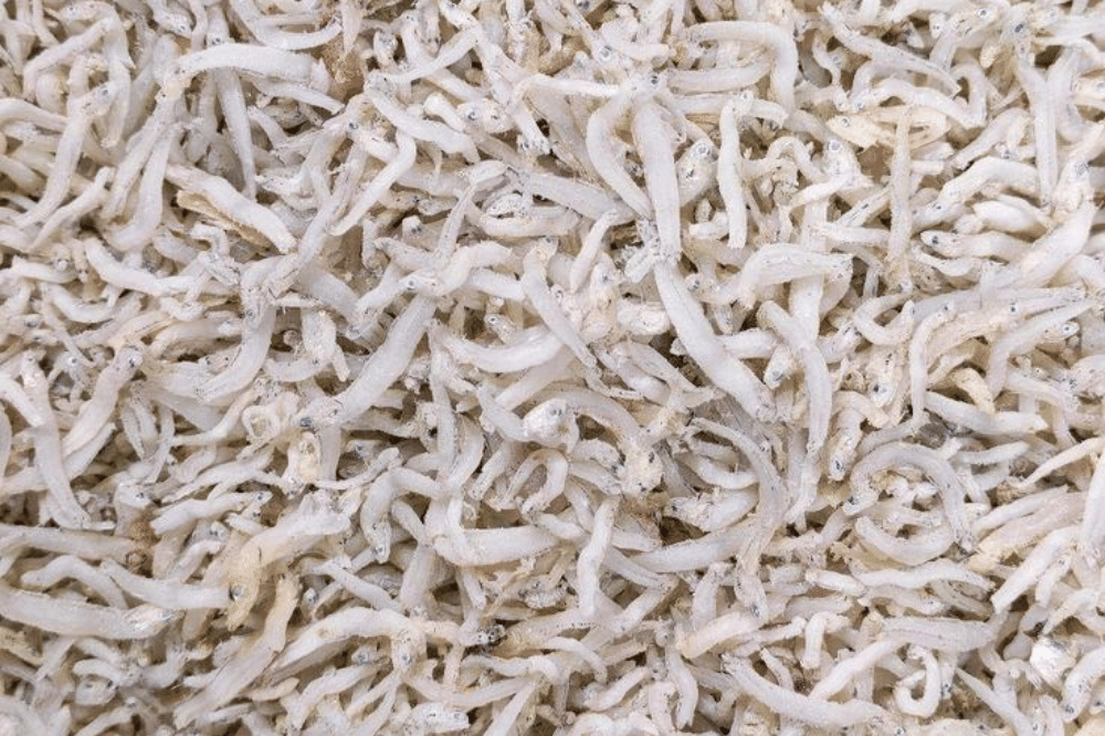 Cara Membuat Kaldu Ikan Teri 3.png