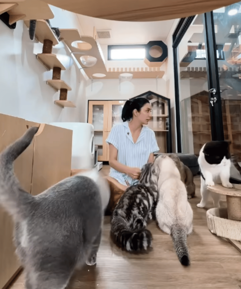 Fakta Tyas Mirasih Pelihara 23 Kucing di Rumah