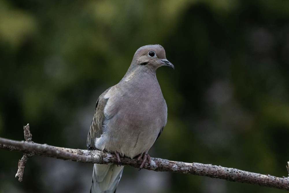Cara Merawat Burung Perkutut agar Rajin Bunyi