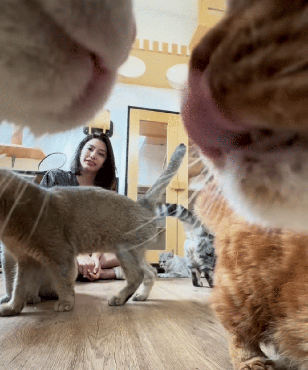 Fakta Tyas Mirasih Pelihara 23 Kucing di Rumah