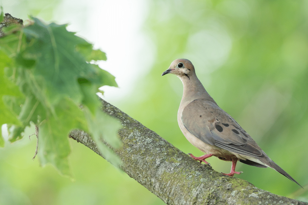 Cara Merawat Burung Perkutut agar Rajin Bunyi