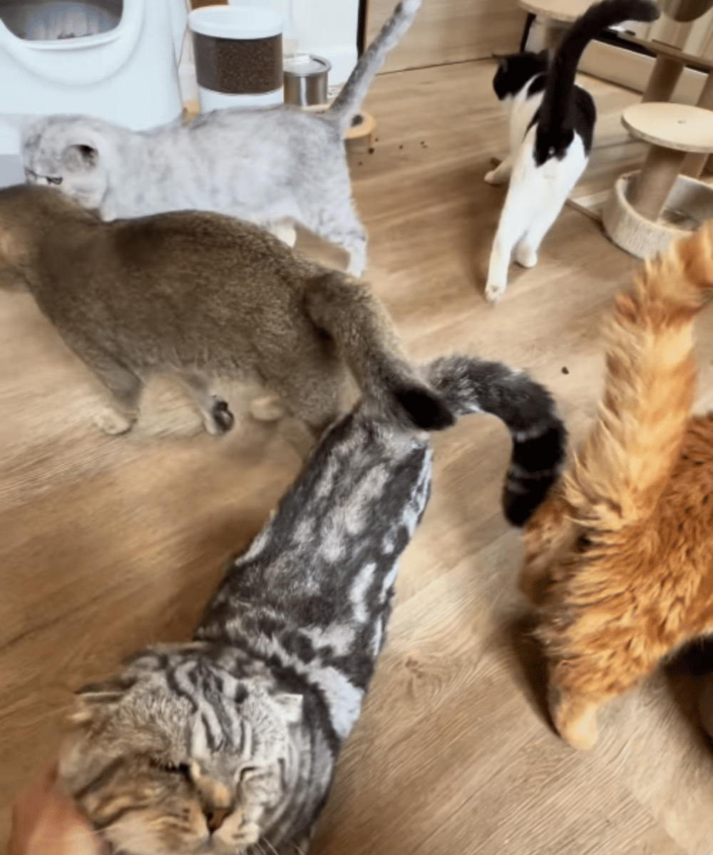 Fakta Tyas Mirasih Pelihara 23 Kucing di Rumah