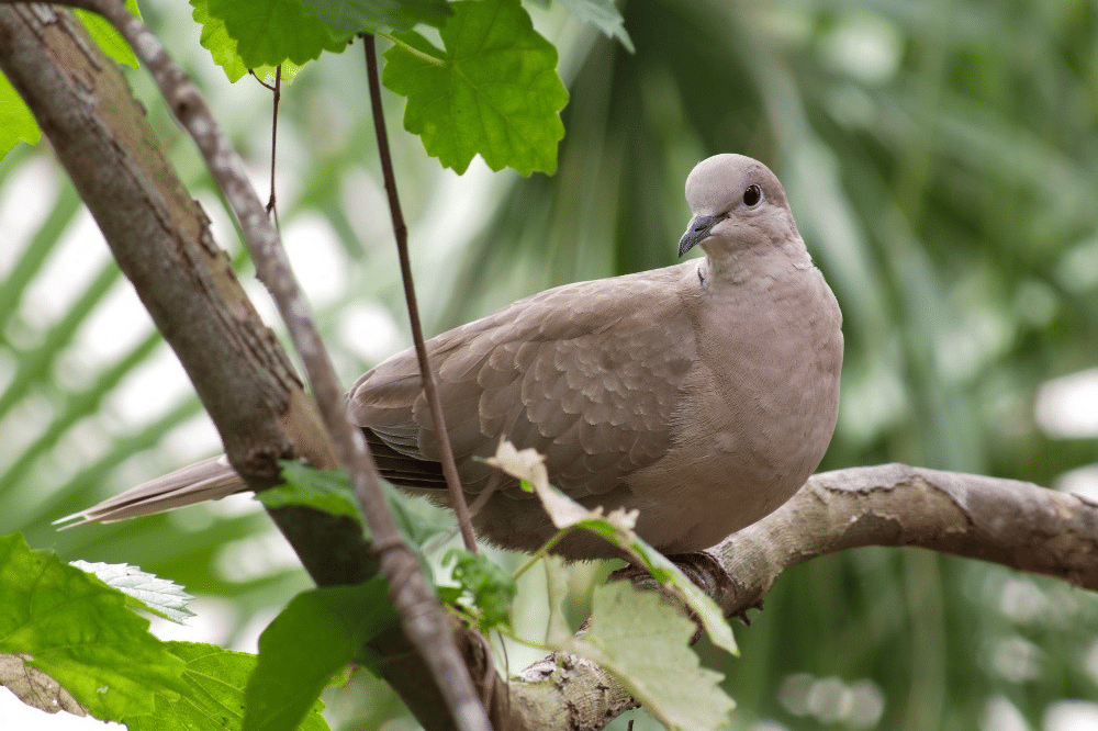 Cara Merawat Burung Perkutut agar Rajin Bunyi