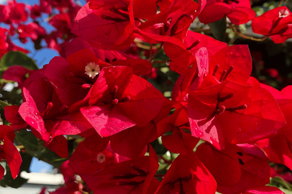 Cara Merawat Bougenville agar Berbunga Lebat