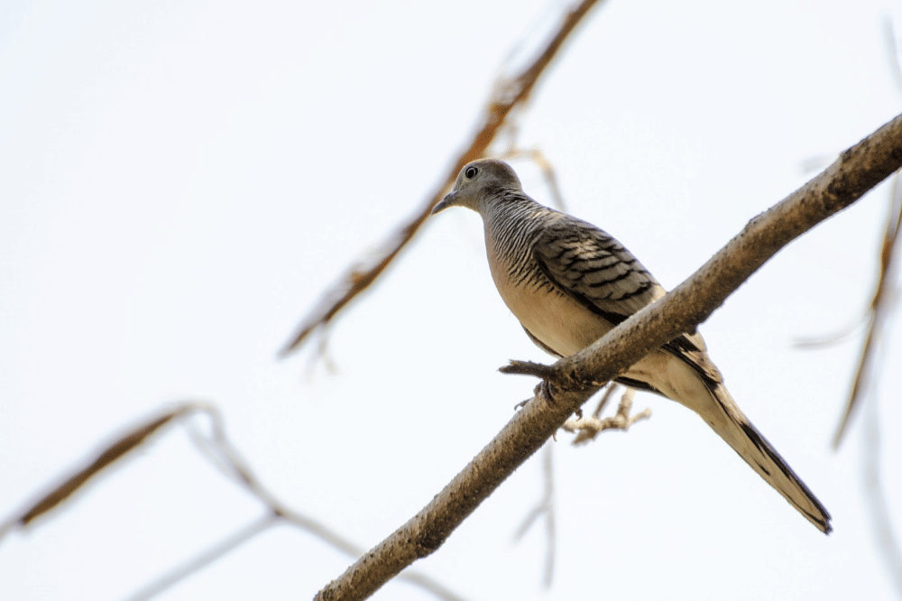 Cara Merawat Burung Perkutut agar Rajin Bunyi