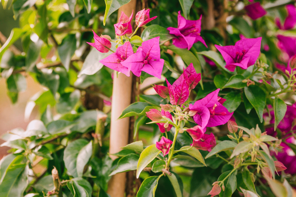 Cara Merawat Bougenville agar Berbunga Lebat