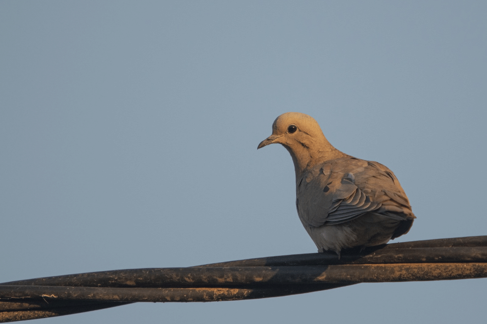 Cara Merawat Burung Perkutut agar Rajin Bunyi