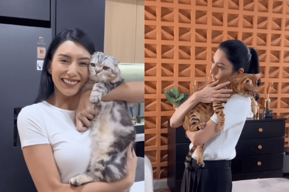 Fakta Tyas Mirasih Pelihara 23 Kucing di Rumah