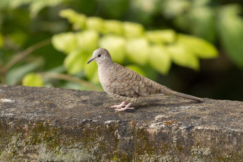 Cara Merawat Burung Perkutut agar Rajin Bunyi