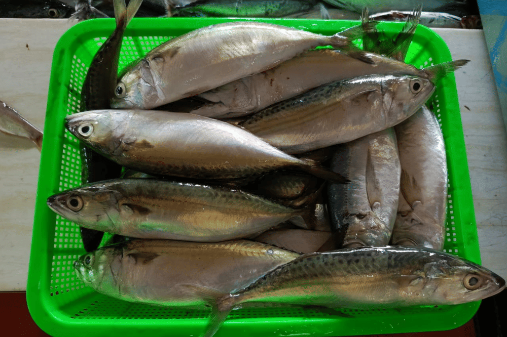Ikan kembung