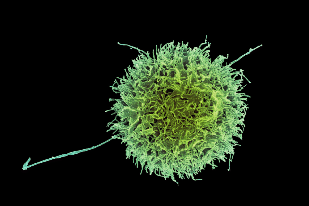 Berkemah Ternyata Bisa Menurunkan Risiko Kanker! Ini Faktanya