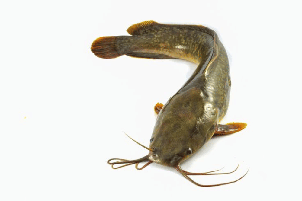 Resep Bola Nasi Lele untuk MPASI 1.png