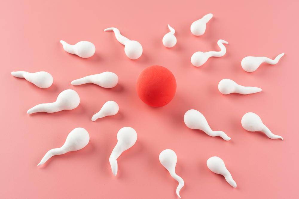 Manfaat Ashwagandha Root Extract untuk Kesehatan Sperma Papa (1).jpg