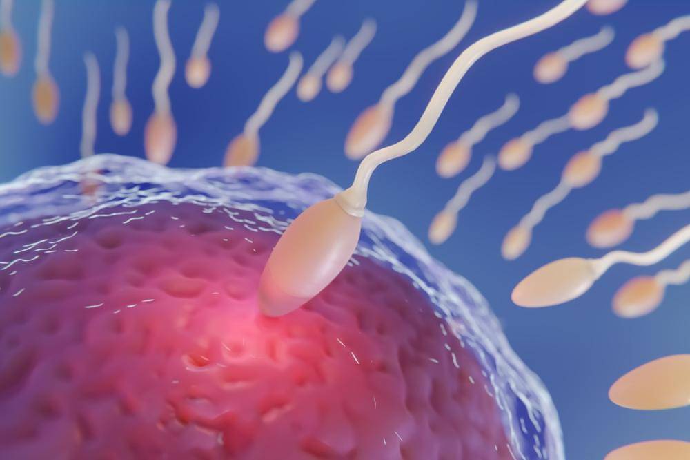 Manfaat Ashwagandha Root Extract untuk Kesehatan Sperma Papa (2).jpg