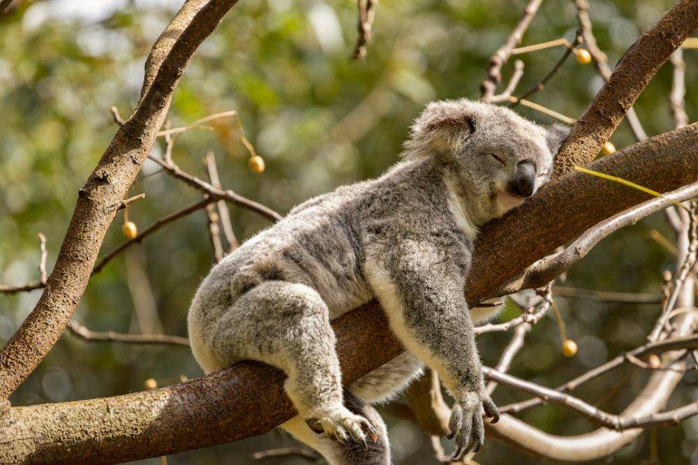 Koala tidur